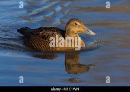 Attēlu rezultāti vaicājumam “Somateria mollissima juvenile”