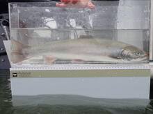 Image result for Salvelinus malma