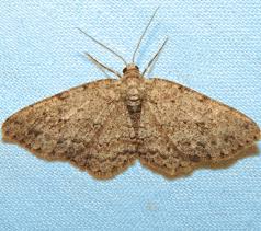 Attēlu rezultāti vaicājumam “Ectropis crepuscularia”