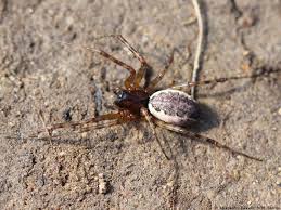 Attēlu rezultāti vaicājumam “Neriene montana”