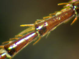 Attēlu rezultāti vaicājumam “Nebria brevicollis”