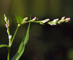 Attēlu rezultāti vaicājumam “Persicaria hydropiper”