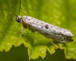 Attēlu rezultāti vaicājumam “Yponomeuta plumbella”