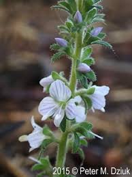 Attēlu rezultāti vaicājumam “Veronica officinalis fruit”