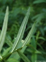 Attēlu rezultāti vaicājumam “Veronica scutellata bud”