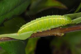 Attēlu rezultāti vaicājumam “Craniophora ligustri”