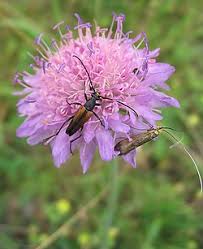 Image result for Knautia arvensis