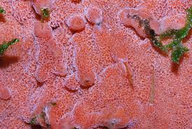 Attēlu rezultāti vaicājumam “Rhodonia placenta”