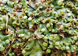 Attēlu rezultāti vaicājumam “Marchantia polymorpha”
