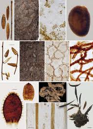 Attēlu rezultāti vaicājumam “Oxycoccus leaf”