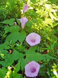 Image result for Ipomoea Lavender