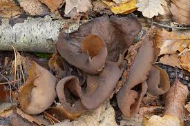 Attēlu rezultāti vaicājumam “Otidea bufonia”