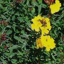 Attēlu rezultāti vaicājumam “Oenothera rubricauli flower”