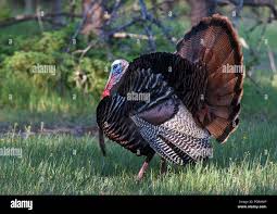 Attēlu rezultāti vaicājumam “Meleagris male”