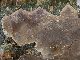 Attēlu rezultāti vaicājumam “Phellinus laevigatus”