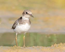 Attēlu rezultāti vaicājumam “Charadrius dubius”