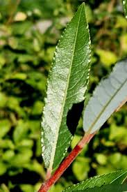 Attēlu rezultāti vaicājumam “Salix daphnoides leaf”