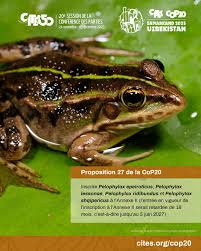 Attēlu rezultāti vaicājumam “Pelophylax adult”