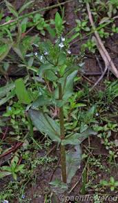 Attēlu rezultāti vaicājumam “Veronica anagallis-aquatica”