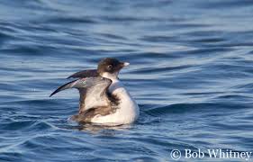 Image result for Synthliboramphus antiquus