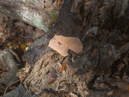 Attēlu rezultāti vaicājumam “Fuligo septica cf. septica spores”