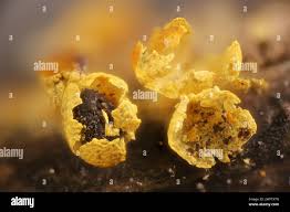 Attēlu rezultāti vaicājumam “Physarum sulphureum macro”