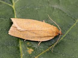 Attēlu rezultāti vaicājumam “Aphelia viburniana”