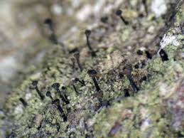 Attēlu rezultāti vaicājumam “Calicium viride”