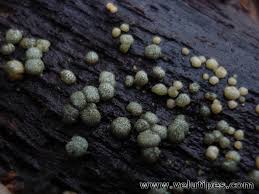 Attēlu rezultāti vaicājumam “Hypocrea gelatinosa”