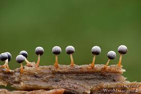 Attēlu rezultāti vaicājumam “Physarum bitectum macro”