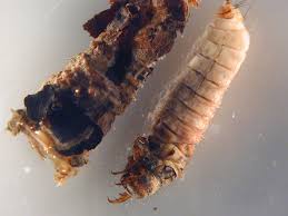 Attēlu rezultāti vaicājumam “Limnephilus larva”