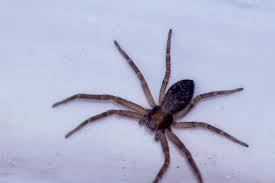 Image result for crab spider