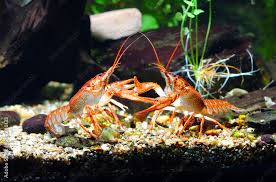 Attēlu rezultāti vaicājumam “Astacus leptodactylus”