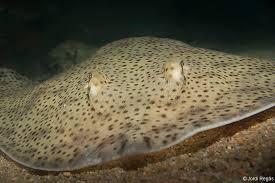 Image result for Raja brachyura