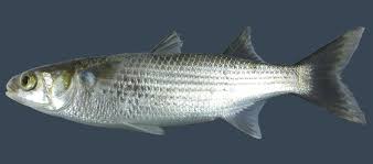 Image result for Mugil