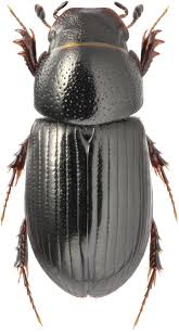 Attēlu rezultāti vaicājumam “Aphodius subterraneus”