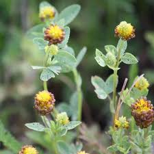 Attēlu rezultāti vaicājumam “Trifolium spadiceum”