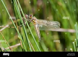 Attēlu rezultāti vaicājumam “Libellula quadrimaculata exuvia”