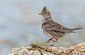 Image result for Alauda arvensis