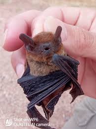 Attēlu rezultāti vaicājumam “Eptesicus serotinus”