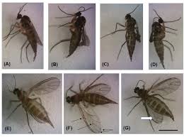 Attēlu rezultāti vaicājumam “Sciara analis”