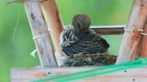 Attēlu rezultāti vaicājumam “Muscicapa striata nest”