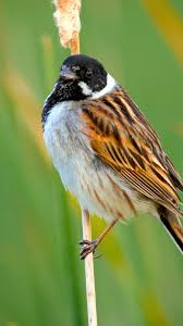 Attēlu rezultāti vaicājumam “Emberiza schoeniclus nest”