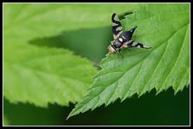 Attēlu rezultāti vaicājumam “Urophora cardui”