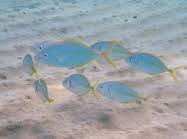 Image result for Pseudocaranx dentex