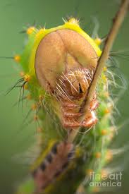 Attēlu rezultāti vaicājumam “Saturniidae”