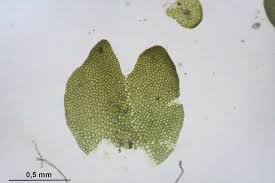 Attēlu rezultāti vaicājumam “Gymnocolea inflata”