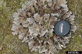 Attēlu rezultāti vaicājumam “Peltigera canina”