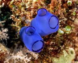 Attēlu rezultāti vaicājumam “Rhopalus maculatus imago”