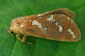 Attēlu rezultāti vaicājumam “Hepialidae”